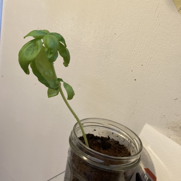 Sweet Basil plant photo by Kit named Geronimo on Greg, the plant care app.
