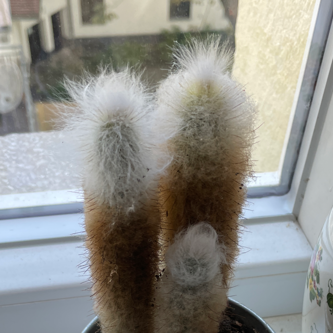 Plant care for Tree moss on Greg, the plant care app