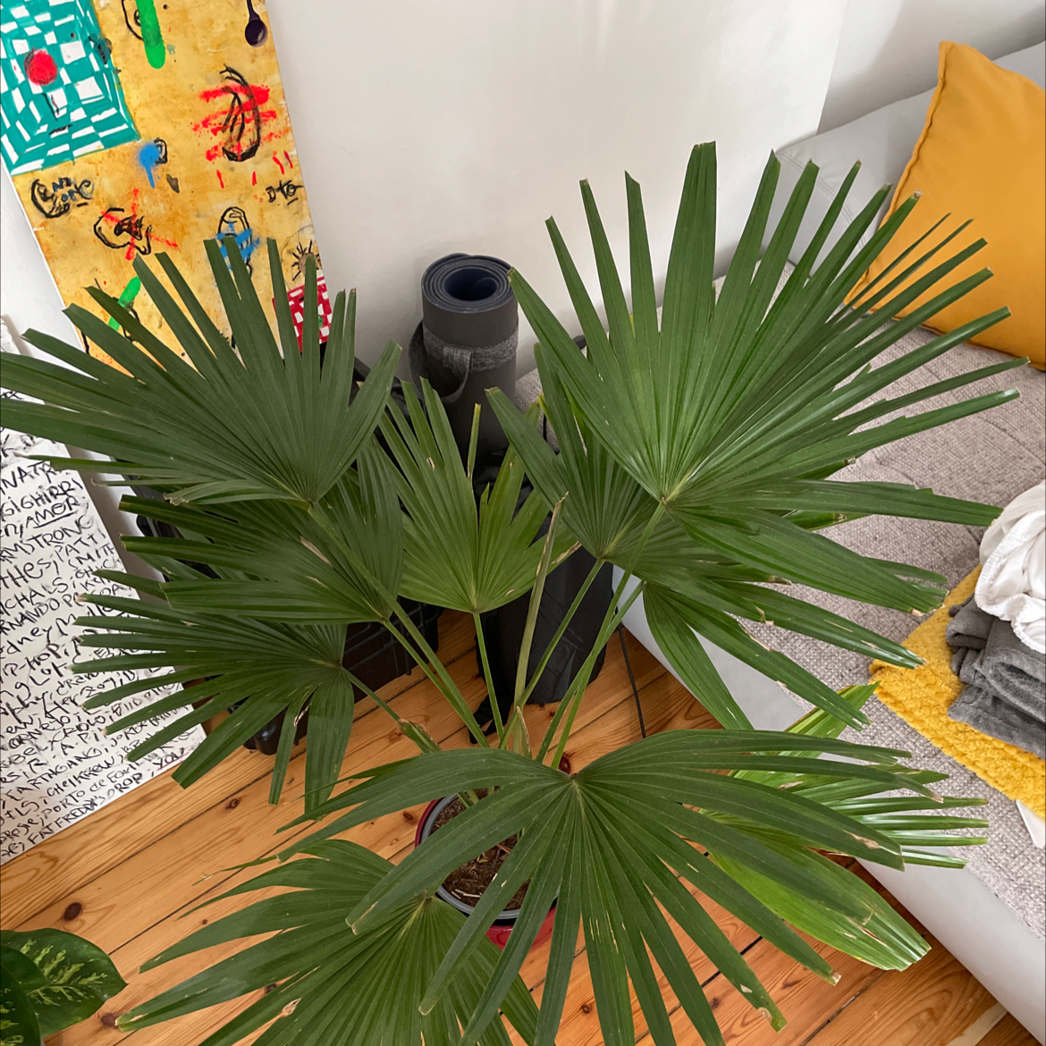 Photo of the plant species Fountain Palm by @frownieandbrownie named Morgan Treeman on Greg, the plant care app
