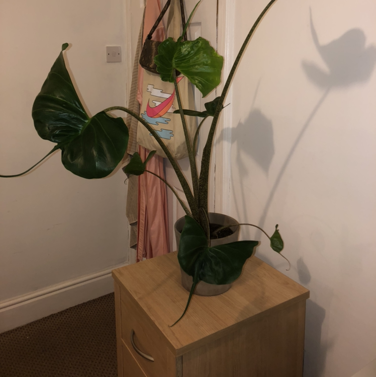 Stingray Elephant Ear plant on a wooden cabinet indoors with large, glossy leaves.