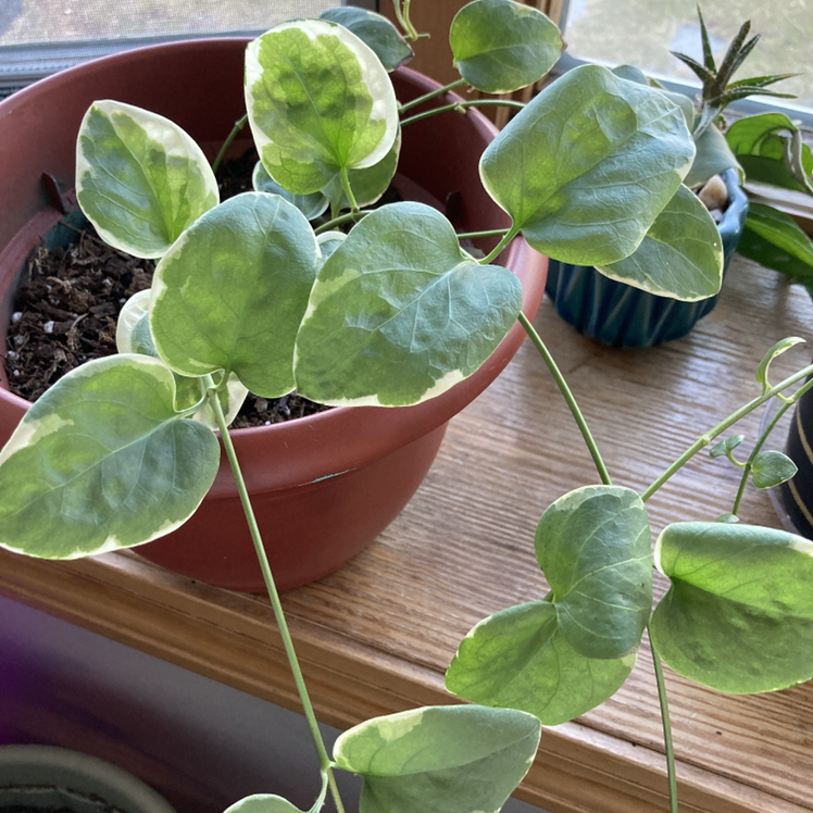 Photo of the plant species Greater Periwinkle by @Sammi named Shaggy on Greg, the plant care app