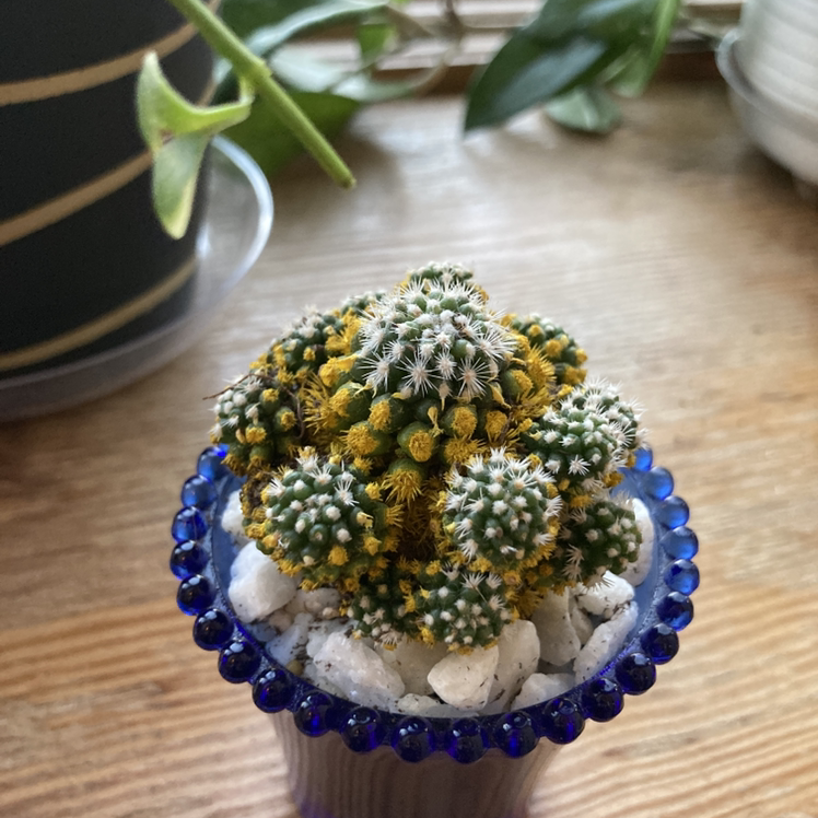 Mexican Pincushion cactus in a blue pot with white pebbles, showing yellowing and browning.