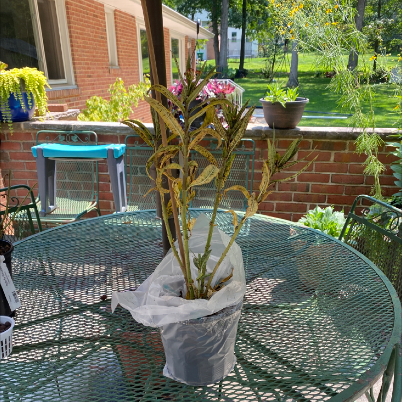 Rolfs' Milkweed plant with yellowing leaves on a metal table outdoors.