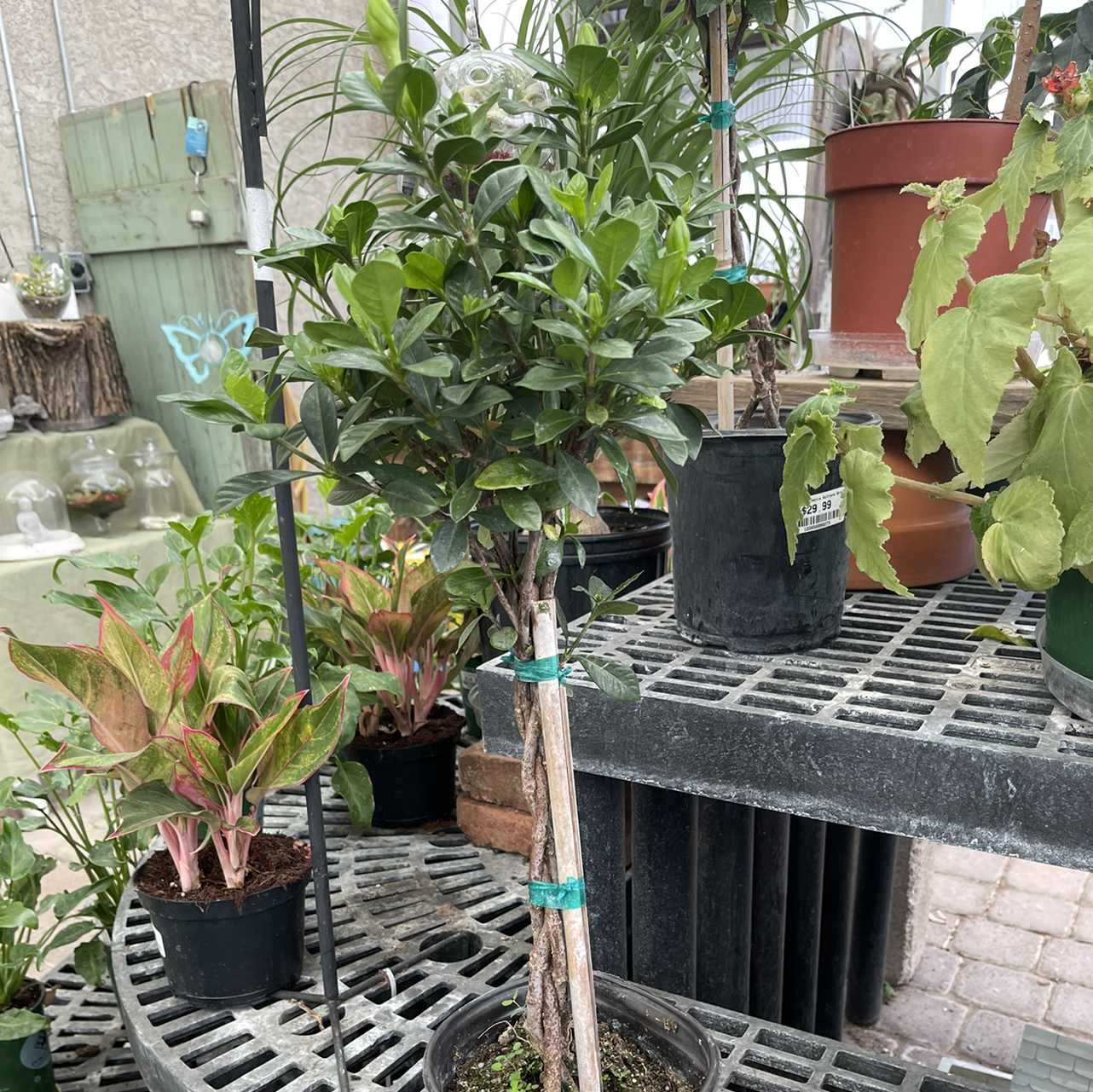 Photo of the plant species Kleim's Hardy Gardenia by Eden named Gardenia on Greg, the plant care app