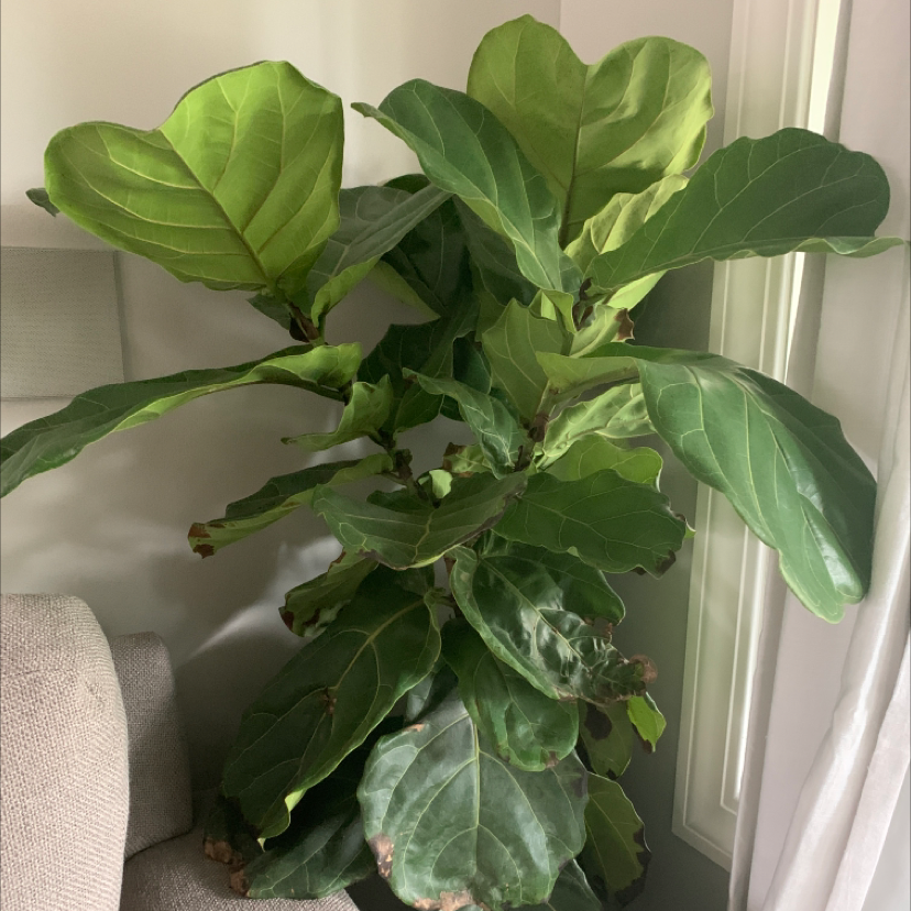Fiddle Leaf Fig plant photo by @Soccer21 named Figgy on Greg, the plant care app.