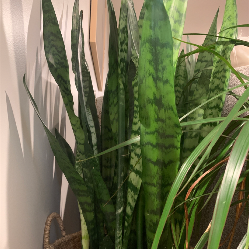Snake Plant plant photo by @Soccer21 named Your plant on Greg, the plant care app.