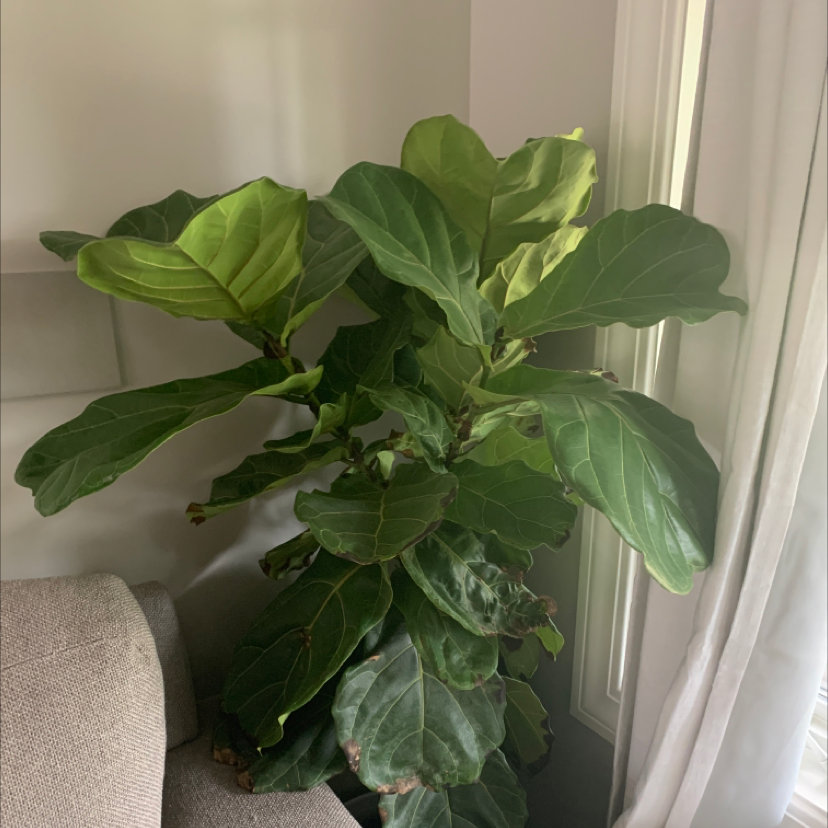Fiddle Leaf Fig plant photo by @Soccer21 named Figgy on Greg, the plant care app.