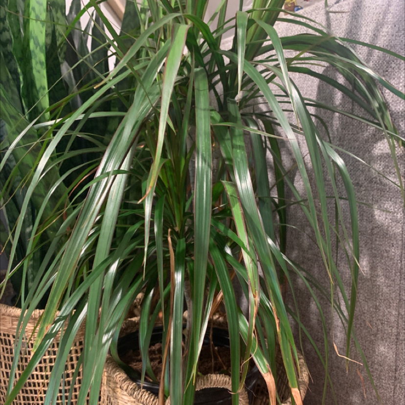 Dragon Tree plant photo by @Soccer21 named Yucca?! on Greg, the plant care app.