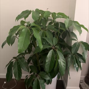 Umbrella Tree plant photo by @Soccer21 named Bedroom plant on Greg, the plant care app.