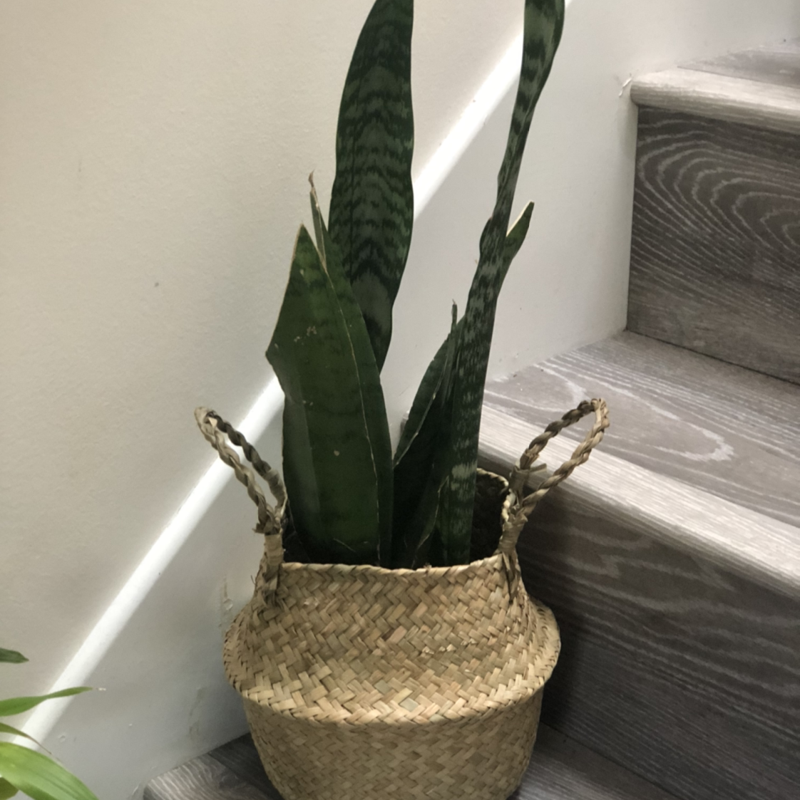 Snake Plant plant photo by @aliou1218 named Pretty Snake on Greg, the plant care app.