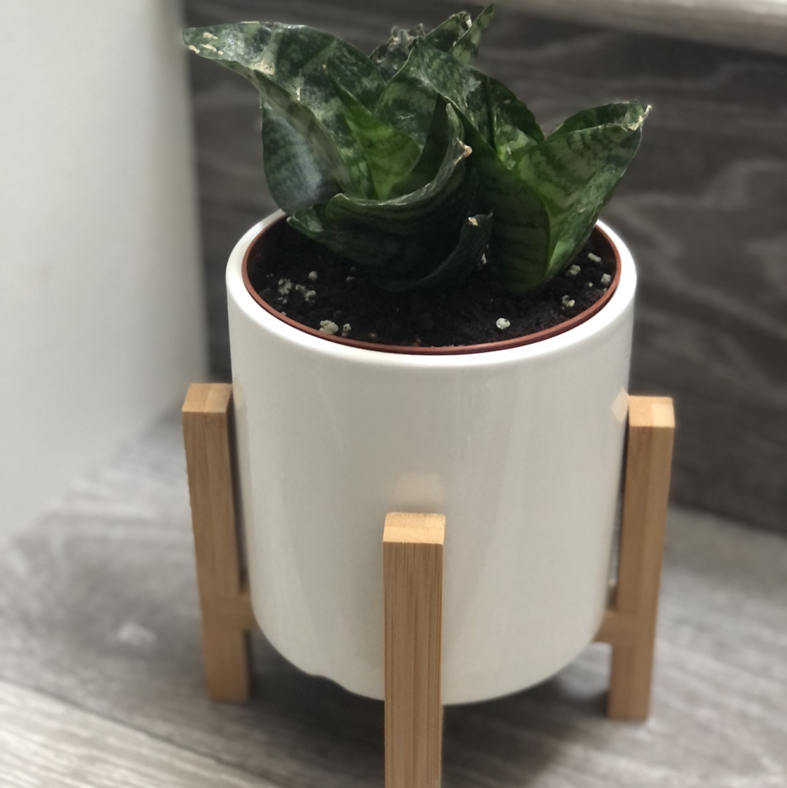 Snake Plant plant photo by @aliou1218 named Baby Snake on Greg, the plant care app.