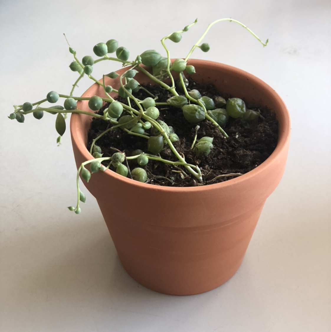 String of Pearls plant photo by @aliou1218 named Chain of Pearls on Greg, the plant care app.