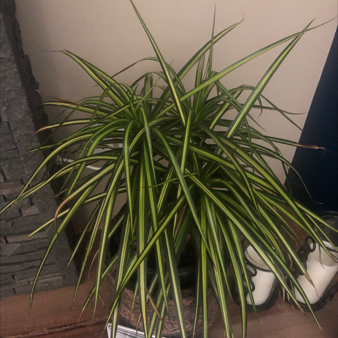 Dracaena 'Ray of Sunshine' plant with green and yellow striped leaves in a pot.