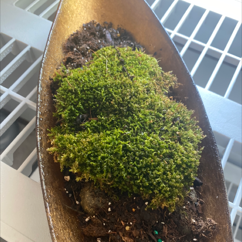 Photo of the plant species Magellan's peatmoss by Elvis named Drake on Greg, the plant care app