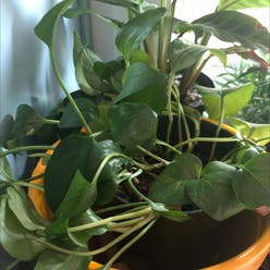 Pothos 'Jade' plant