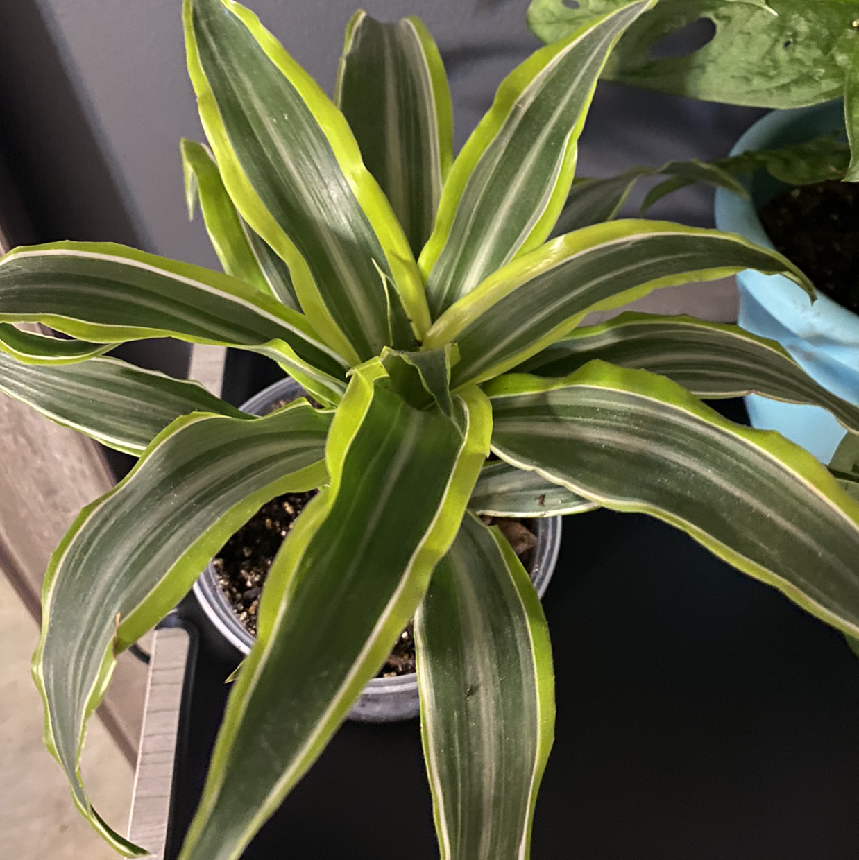 Dracaena 'Warneckii' plant with vibrant green leaves and white stripes in a pot.