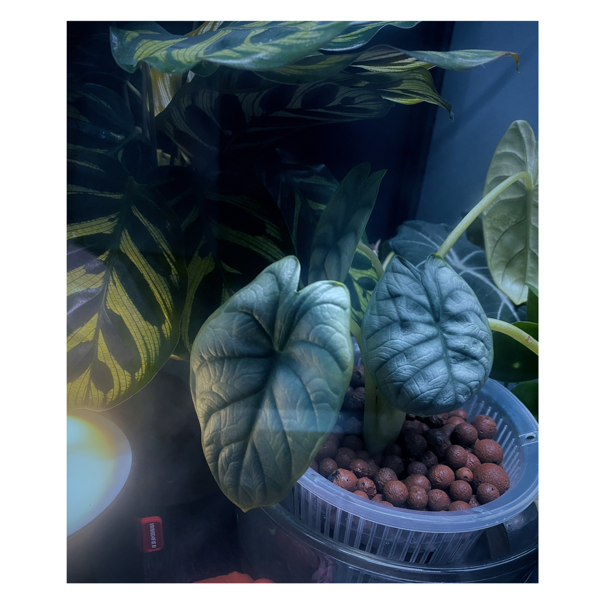 Silver Dragon plant with broad, dark green leaves in a container with clay pebbles.