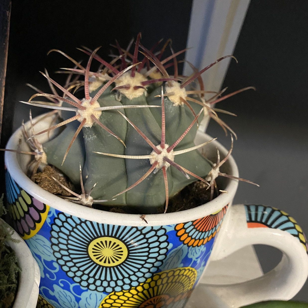 Devil's Pincushion cactus in a colorful mug, appears healthy with prominent spines.