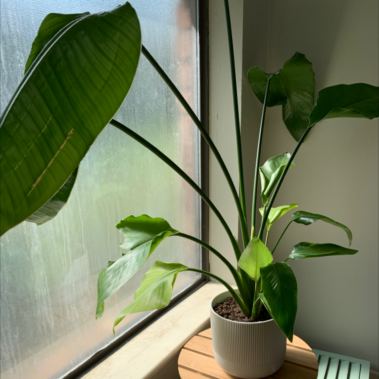 Bird of Paradise plant photo by @Jayme705 named Your plant on Greg, the plant care app.