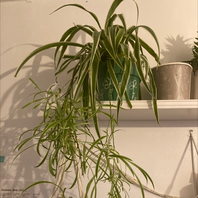 Spider Plant plant photo by Bella named Spidey on Greg, the plant care app.