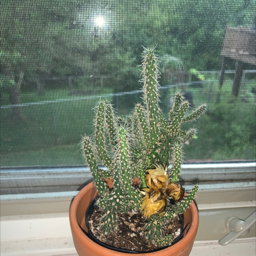 Cane Cholla plant in a terracotta pot on a windowsill with yellowing flowers.