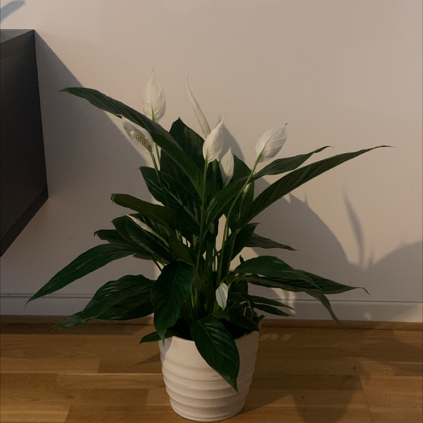 Peace Lily plant photo by Linda named Peace lily on Greg, the plant care app.