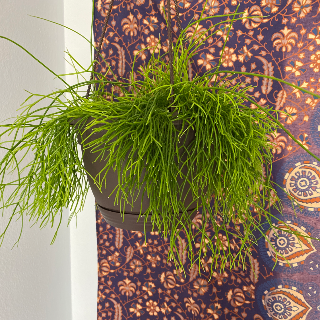 Healthy Mistletoe Cactus (Rhipsalis baccifera) in a hanging pot with vibrant green foliage.