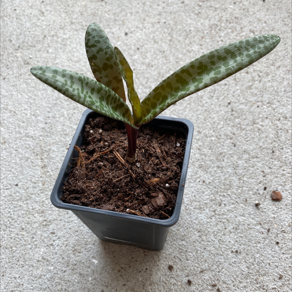 Silver Squill plant in a small pot with healthy spotted leaves.