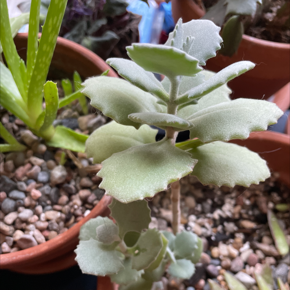 Millot Kalanchoe plant in a pot with visible soil and pebbles.