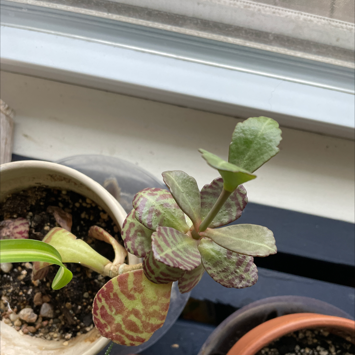 Donkey Ears plant with patterned leaves showing some discoloration, potted near a window.