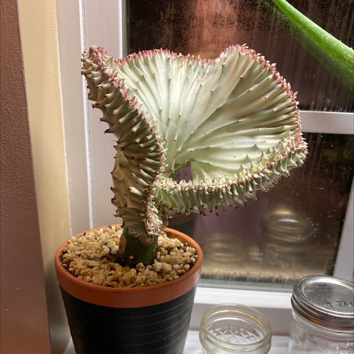 Candelabra Cactus in a pot on a windowsill, healthy and well-framed.