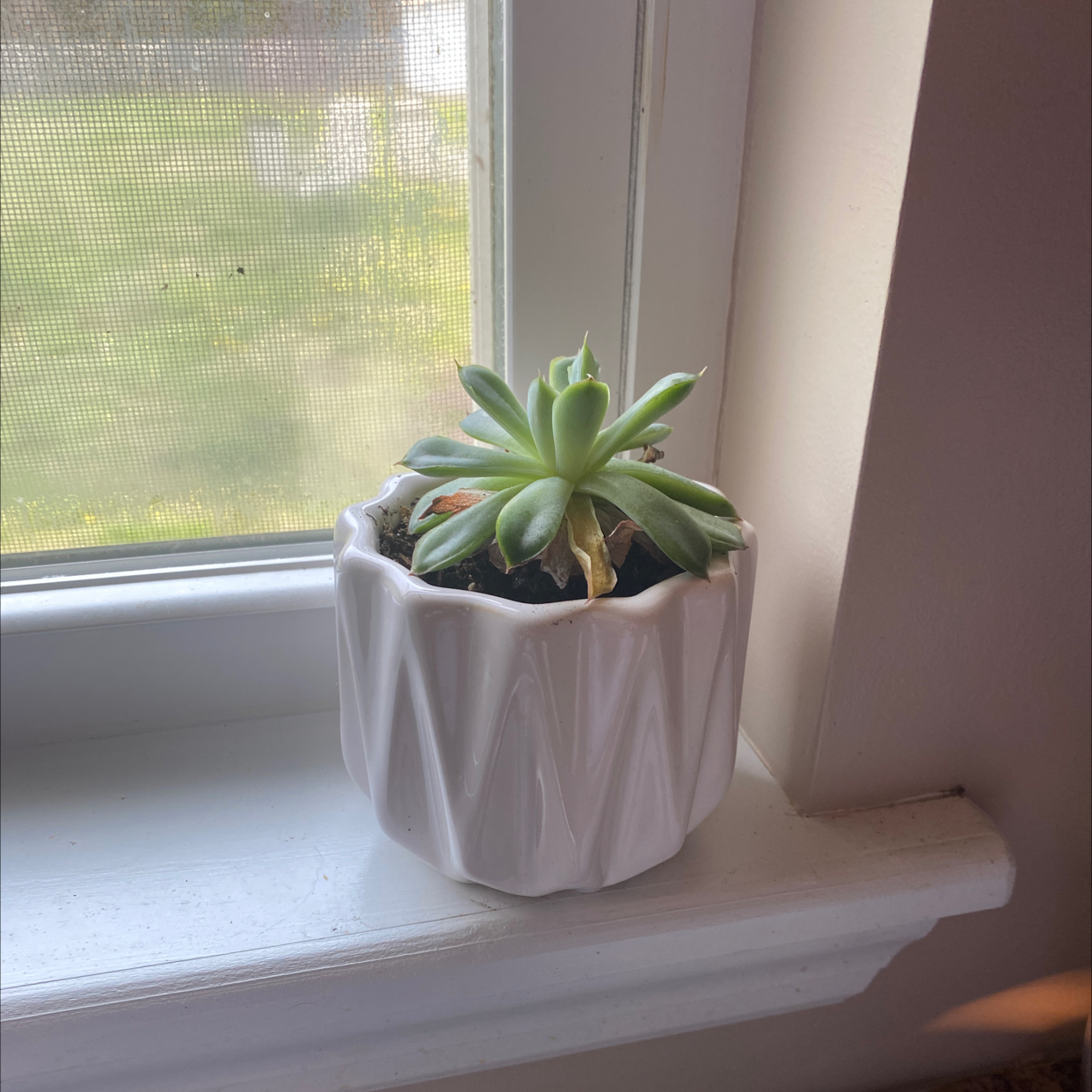 Blue Echeveria plant on a windowsill in a white pot with some yellowing and browning leaves.