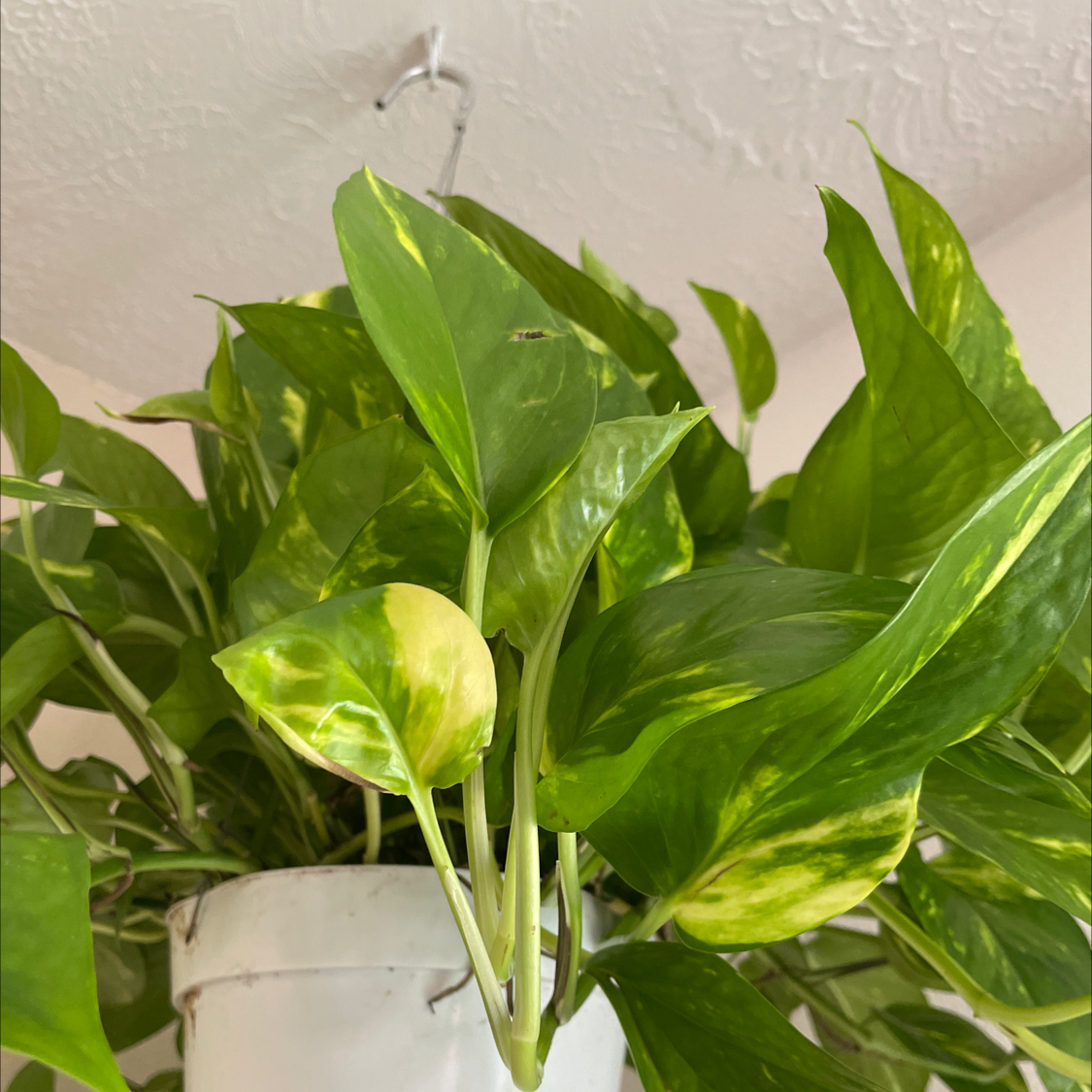 Taro Vine plant photo by @Faithfulangel named Your plant on Greg, the plant care app.