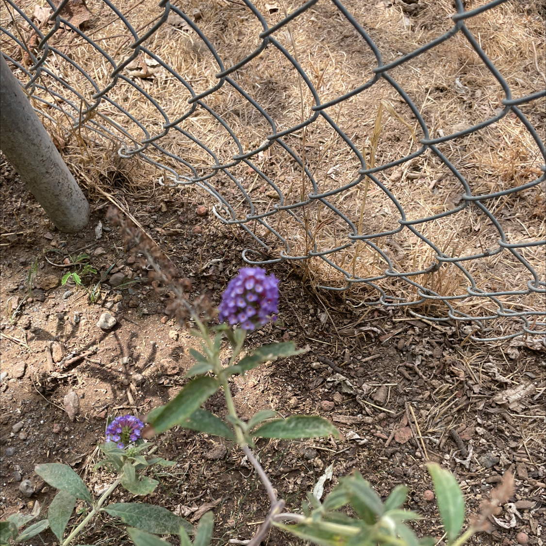 Orange Eye Butterflybush with purple flowers near a fence and dry grass.