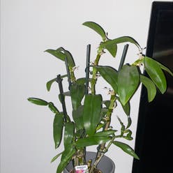 Dendrobium Love Memory Fizz plant