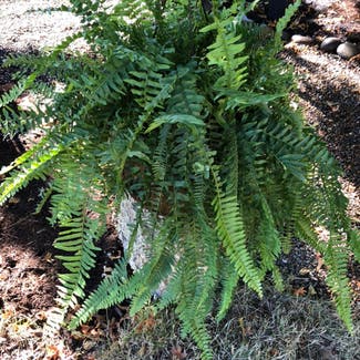Christmas Fern plant in Somewhere on Earth
