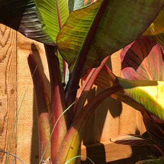Abyssinian banana plant in Somewhere on Earth