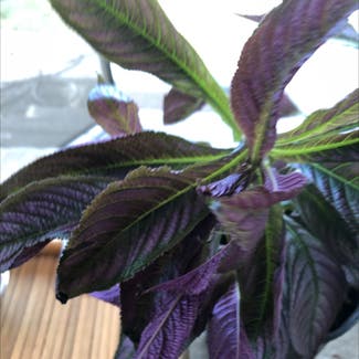 Persian Shield plant in Somewhere on Earth
