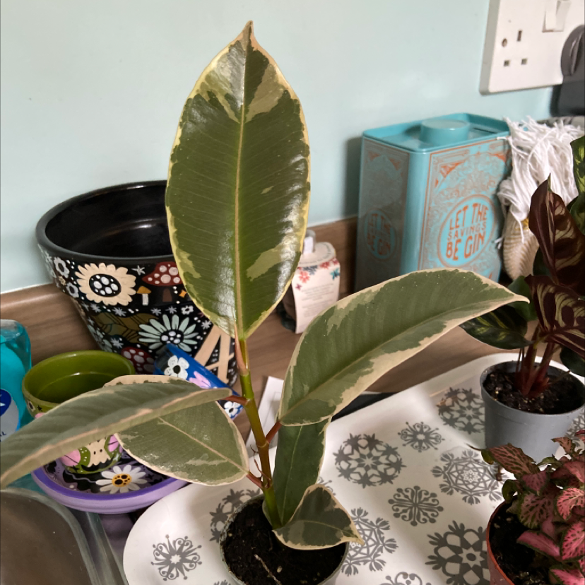 Rubber Plant plant photo by @Rubywhatashmoo named Sproutacus on Greg, the plant care app.