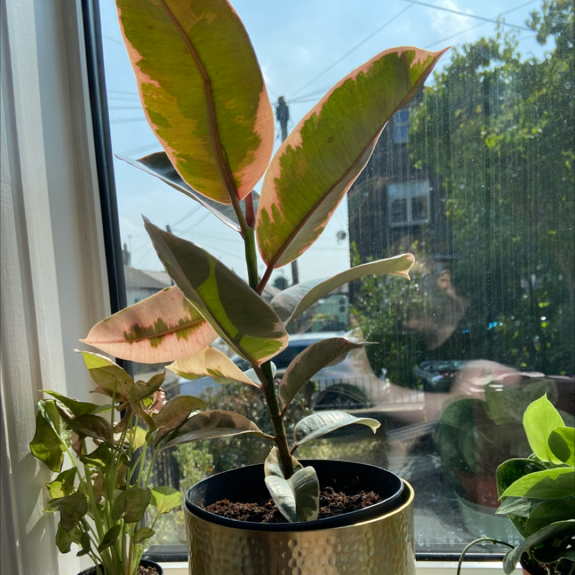 Rubber Plant 'Belize' on a windowsill with vibrant variegated leaves.