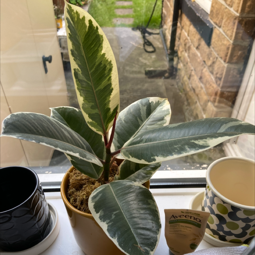 Rubber Plant plant photo by @Rubywhatashmoo named Stretch on Greg, the plant care app.