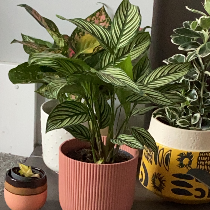 Calathea Vittata plant in a pink pot with vibrant green leaves and white stripes.
