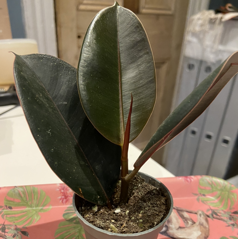 Ficus Robusta plant in a small pot with dark green leaves and visible soil.