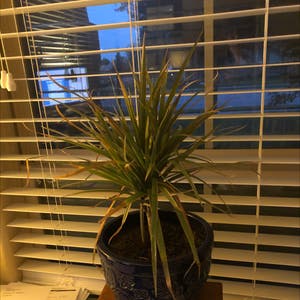 Dragon Tree plant photo by Jackattack4510 named Apollo on Greg, the plant care app.