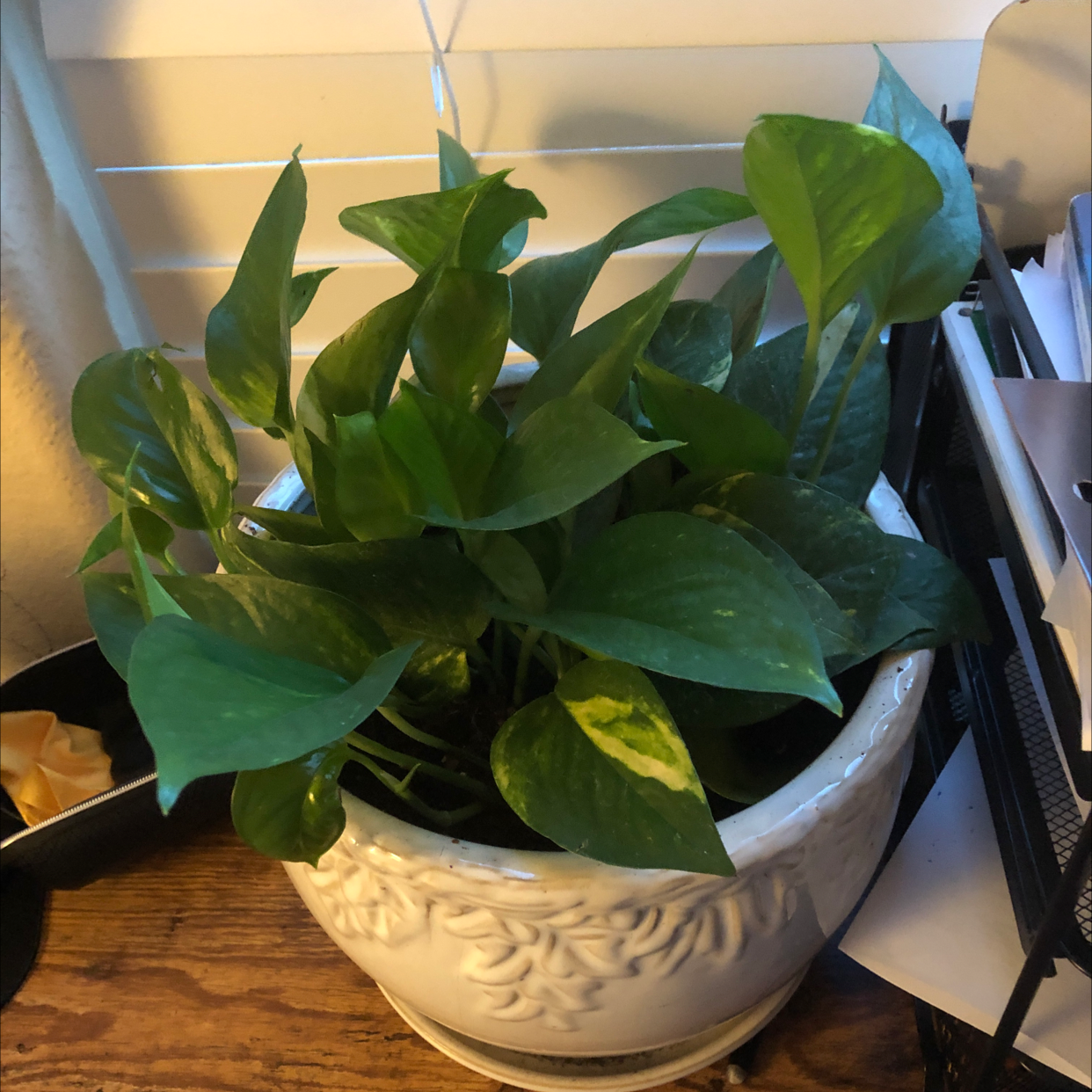 Taro Vine plant photo by @Jackattack4510 named Drake on Greg, the plant care app.