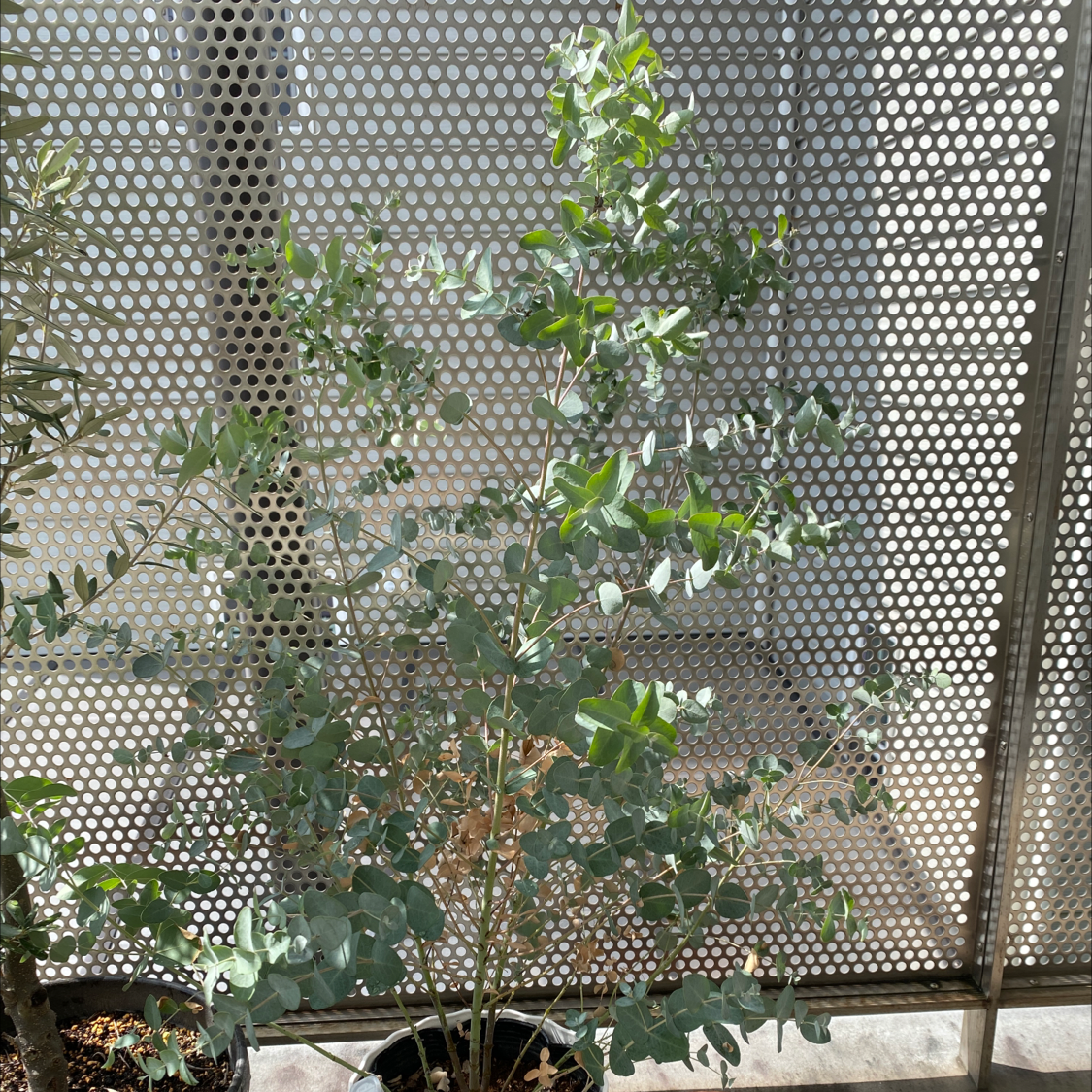 Healthy Silver Dollar Tree plant with round green leaves growing in a pot outdoors against a perforated metal screen.