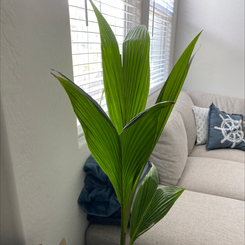 Indoor coconut plant with healthy green leaves near a window.