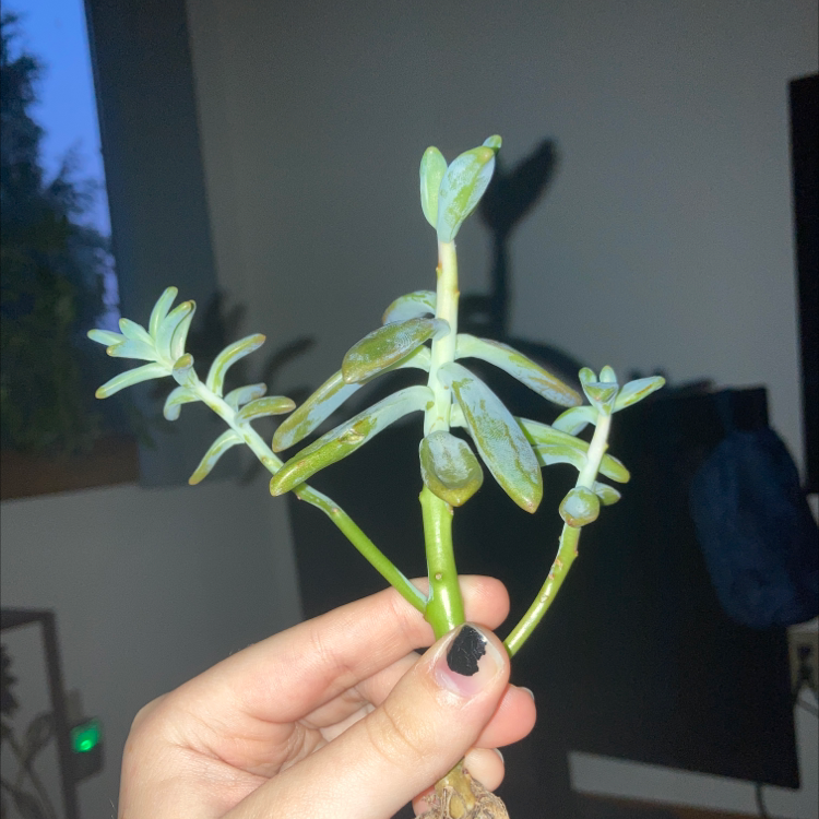 Ghost Plant plant photo by @tumbleweedtwix named Freyja on Greg, the plant care app.