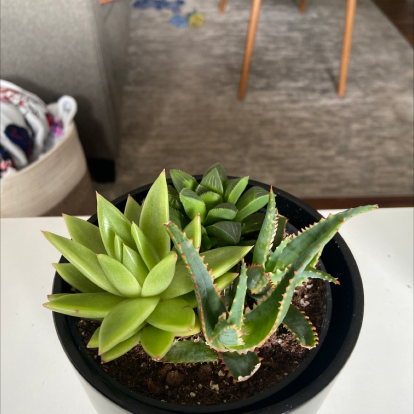 Potted Cape Aloe and other succulents in a black pot with visible soil.