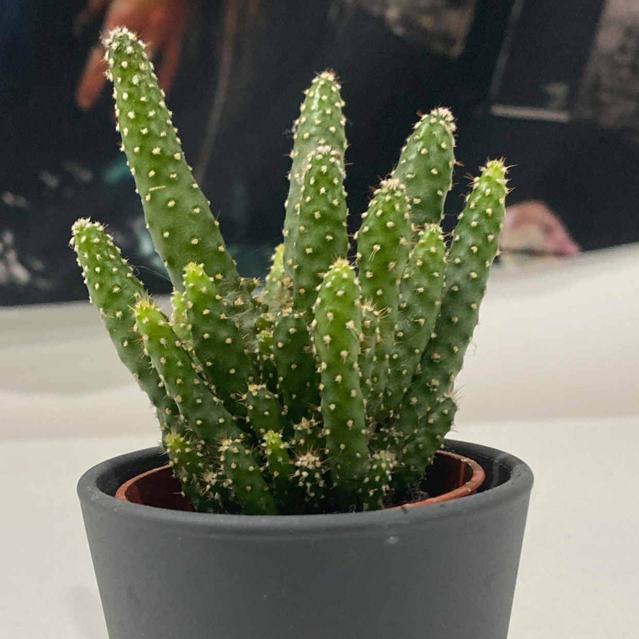 Photo of the plant species Eve's Needle Cactus by @eve215 named winston on Greg, the plant care app